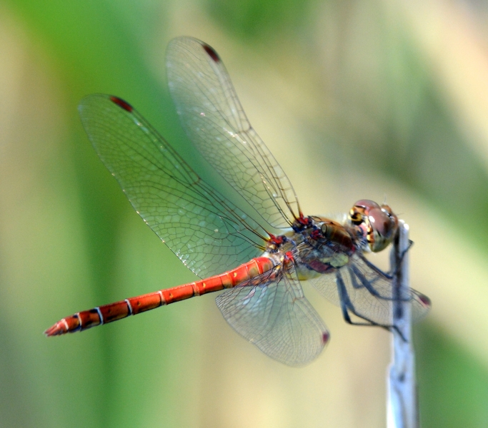 Sympetrum striolatum